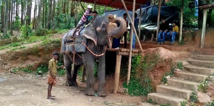 Elephant Safari In Valmiki Nagar