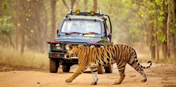 Tiger Trail In Valmiki Nagar Tiger ReserveIn Bihar Tiger Trail In Valmiki Nagar Tiger ReserveIn Bihar