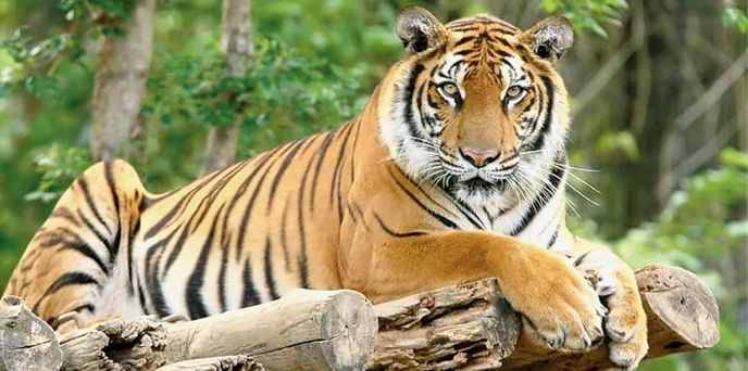 Valmiki Tiger Reserve Jeep Safari In Bihar Valmiki Tiger Reserve Jeep Safari In Bihar