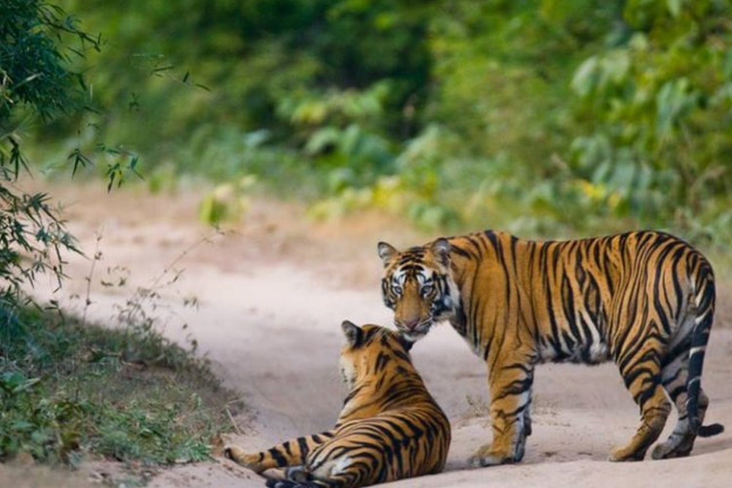 Animal Safari In Tamil Nadu