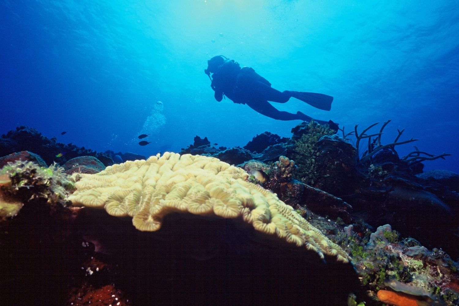 Scuba Diving In Andaman