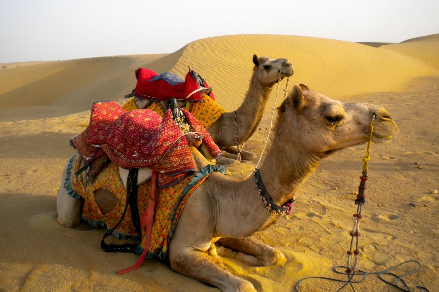 Desert and Camel Safari