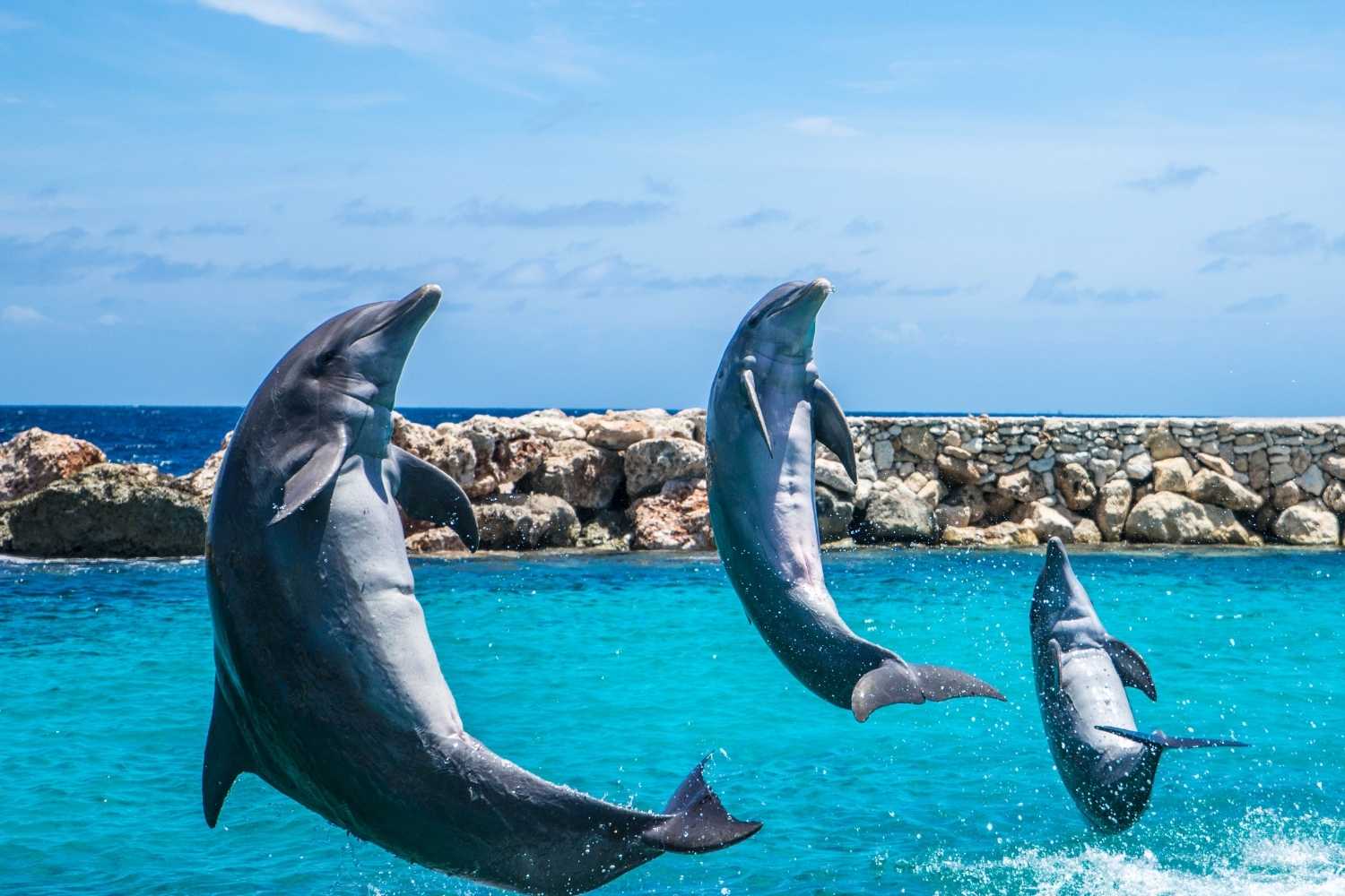 Dolphin Safari In Goa