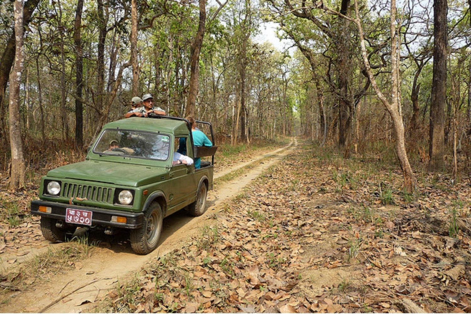 Jungle Safari At Gorumara National Park