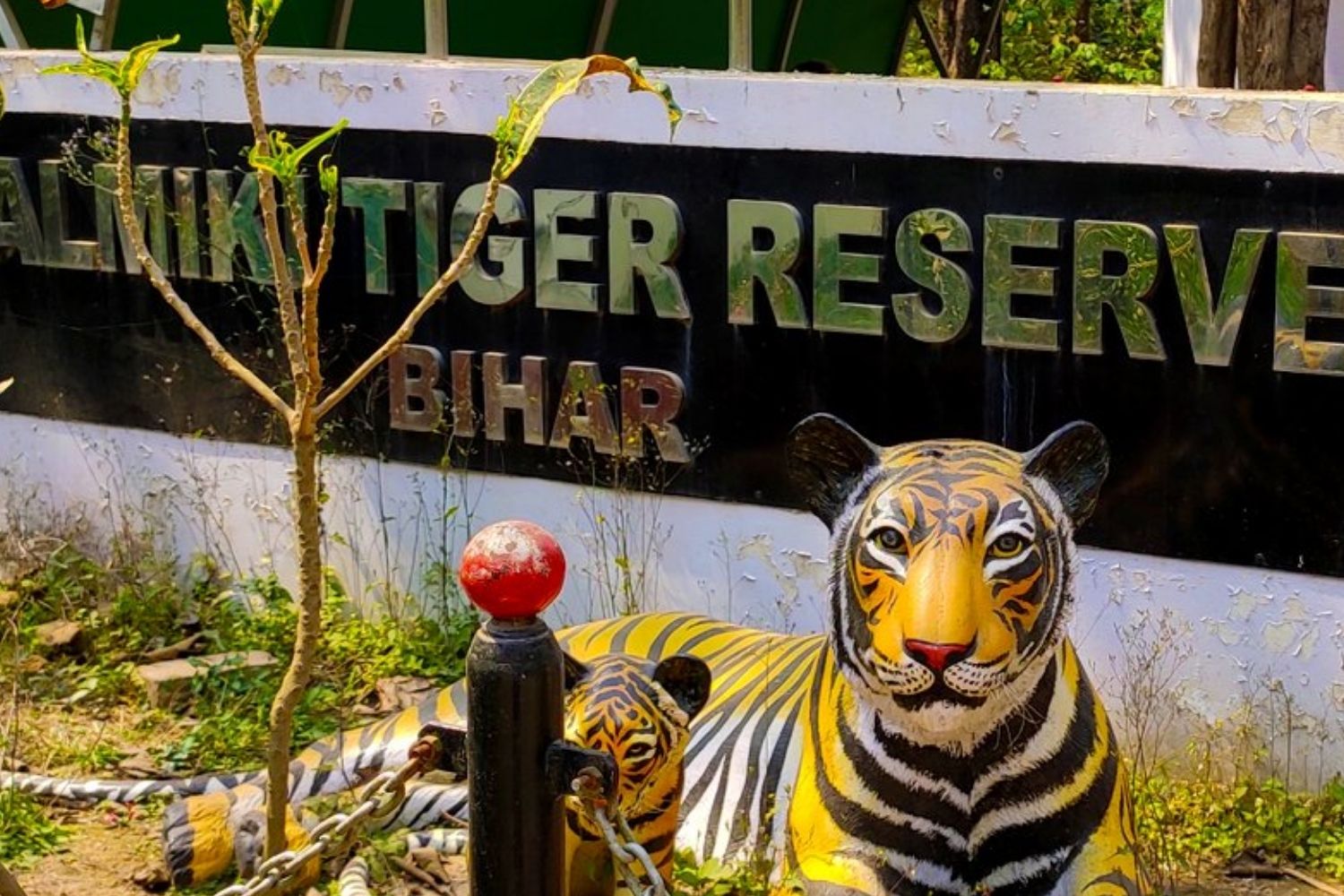 Tiger Trail In Valmiki Nagar Tiger Reserve