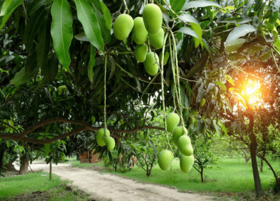 Belapur Mango Garden
