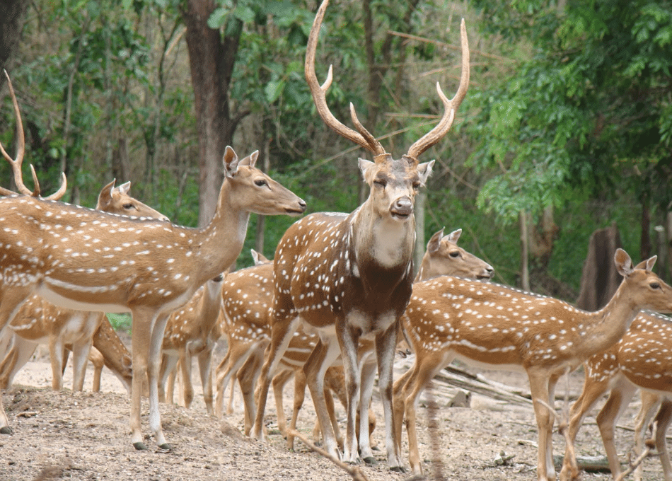 Deer Park View