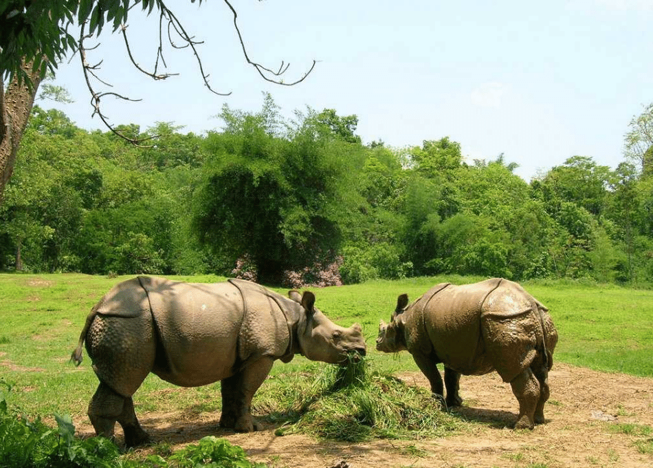 Guwahati Zoo