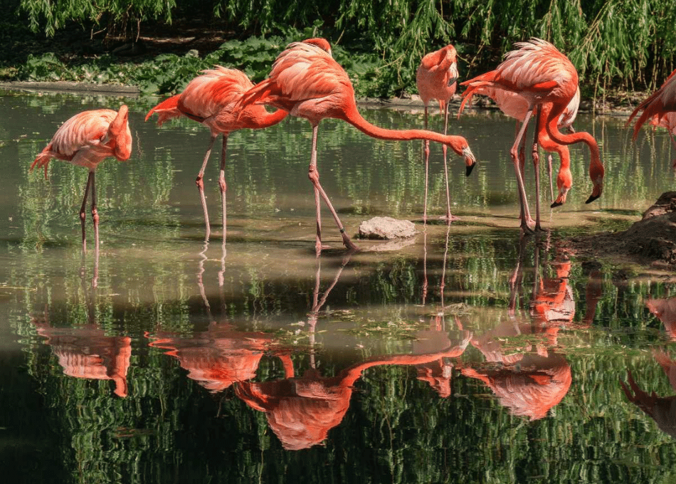Nelapattu Bird Sanctuary