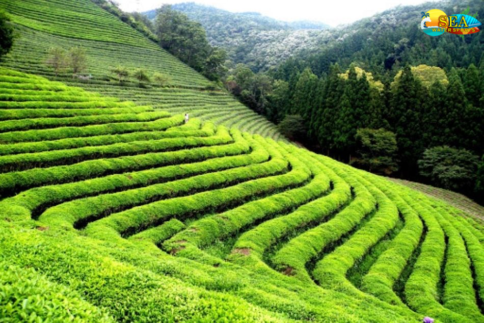 Tea Gardens In Dharamshala